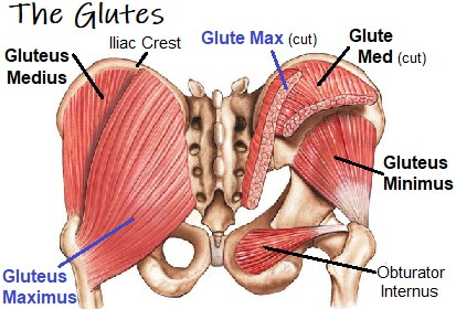 glute-image